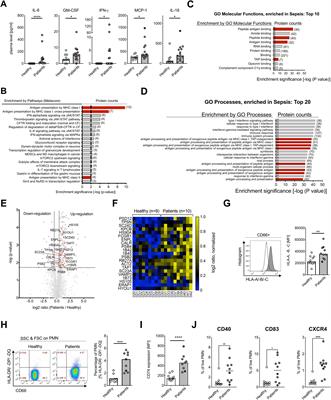 Unveiling signaling pathways inducing MHC class II expression in neutrophils